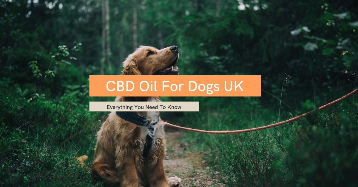 CBD Oil For Dogs UK