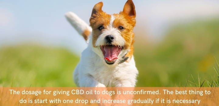 CBD oil for dogs dosage UK