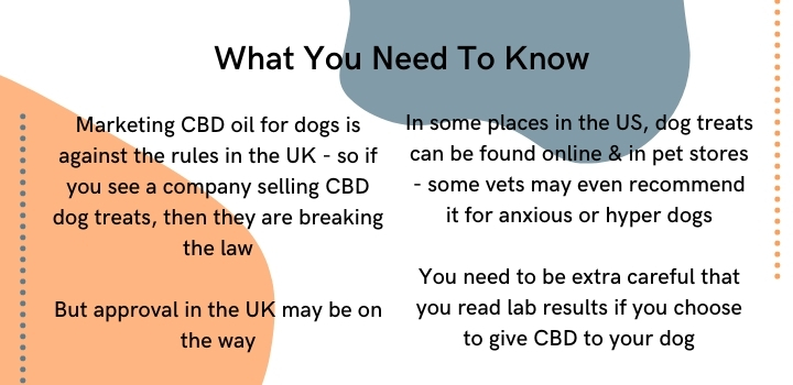 CBD oil for dogs in the UK