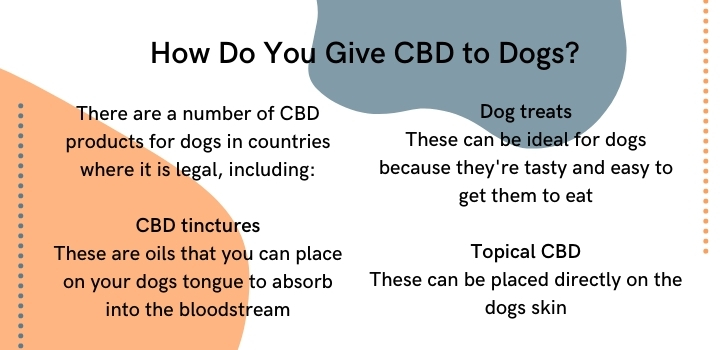 How do you give CBD oil to dogs