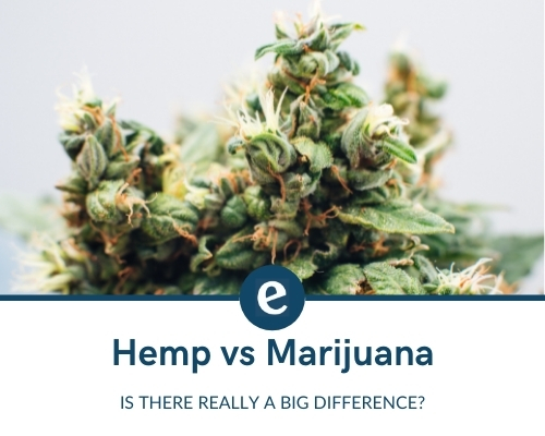 The difference between hemp and marijuana