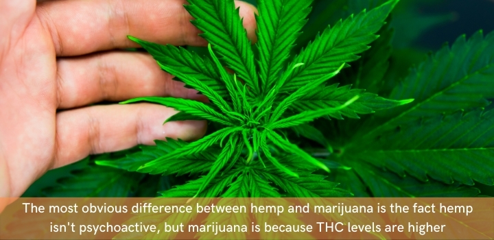 Hemp vs marijuana composition
