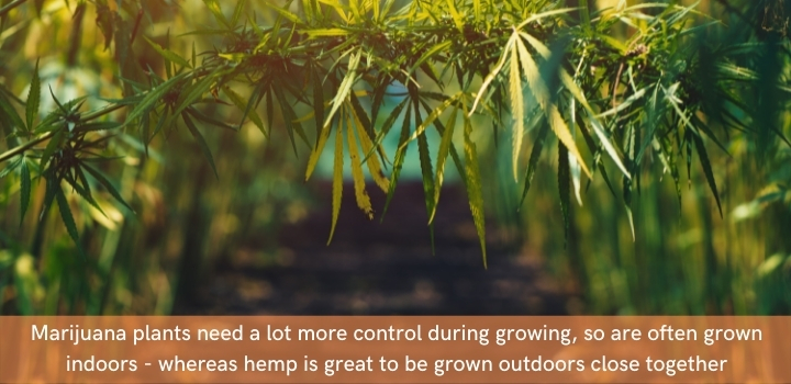 Hemp vs Marijuana growing conditions