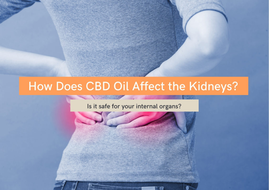 How does CBD oil affect the kidneys