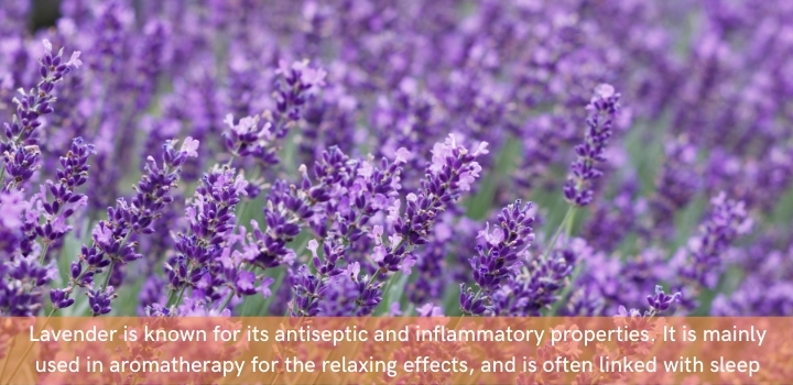 Lavender oil benefits