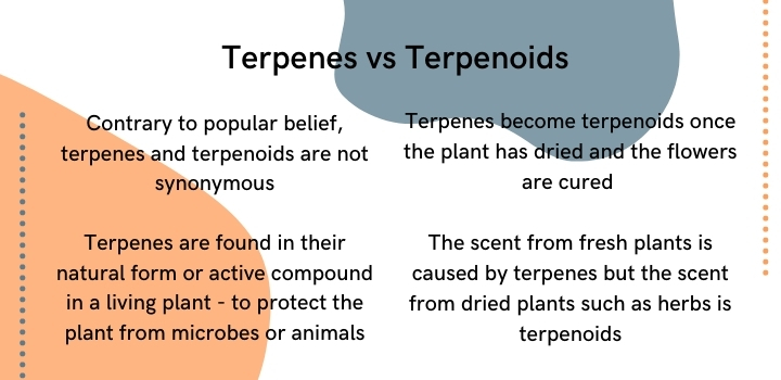 Terpenes vs terpenoids