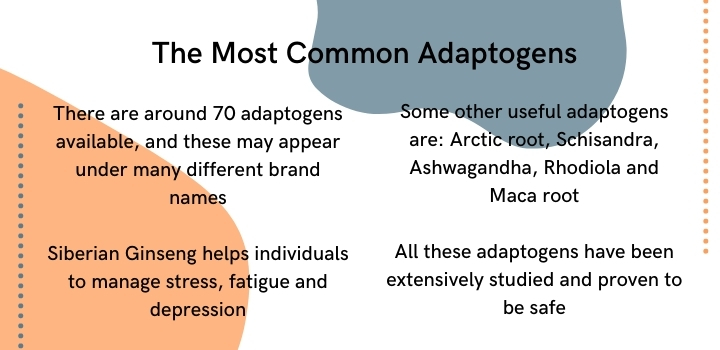 What are the most common adaptogens