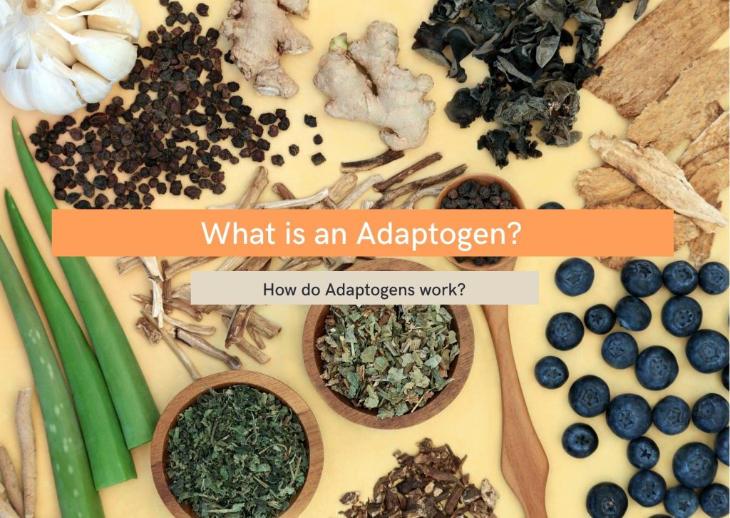 What is an adaptogen