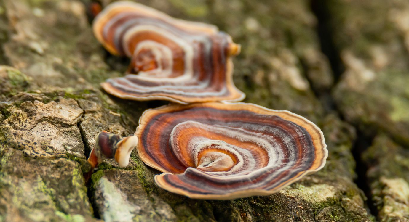 Turkey tail mushroom 2025 for dogs uk