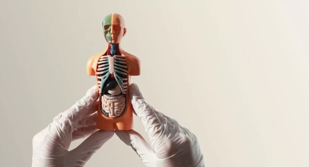 What Is The Endocannabinoid System & What Does It Do?