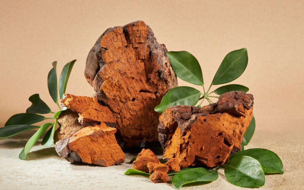 Chaga Mushroom: Uses, Benefits & Side Effects