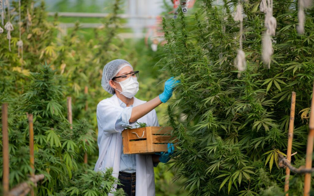 What is Delta-8 THC and Is It Legal in the UK?