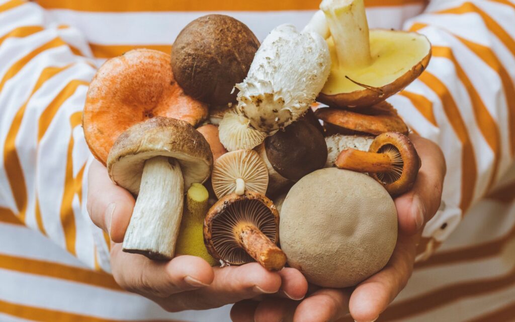 Can You Use Medicinal Mushrooms for Inflammation?