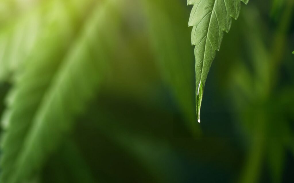 CBD for Kids: Safety, Legality & How to Use It