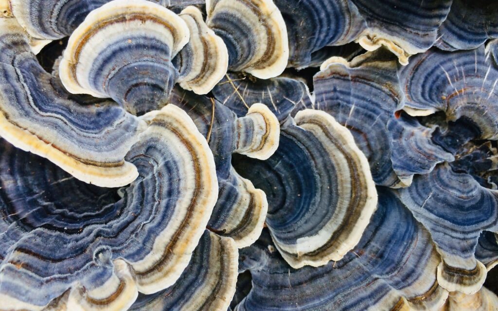 Turkey Tail Mushroom: Benefits, Side Effects & Uses
