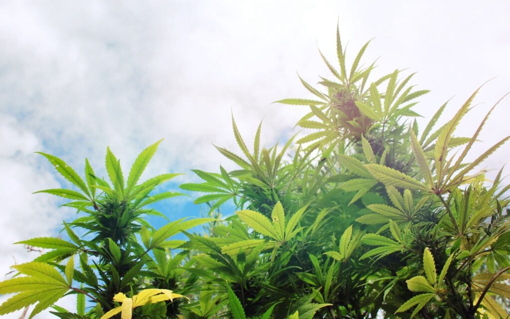 29 Fascinating CBD Statistics UK [Updated 2026]