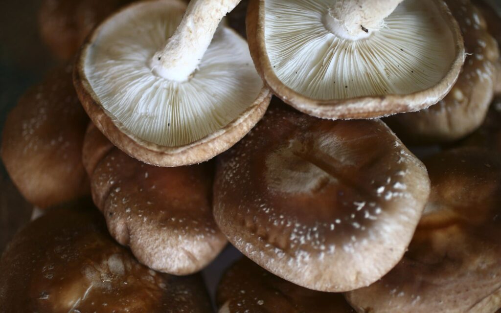 Shiitake Mushroom Benefits and Side Effects