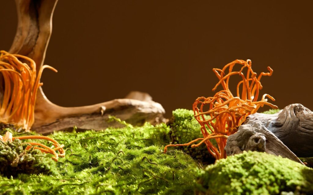 3 Best Mushrooms For Anxiety