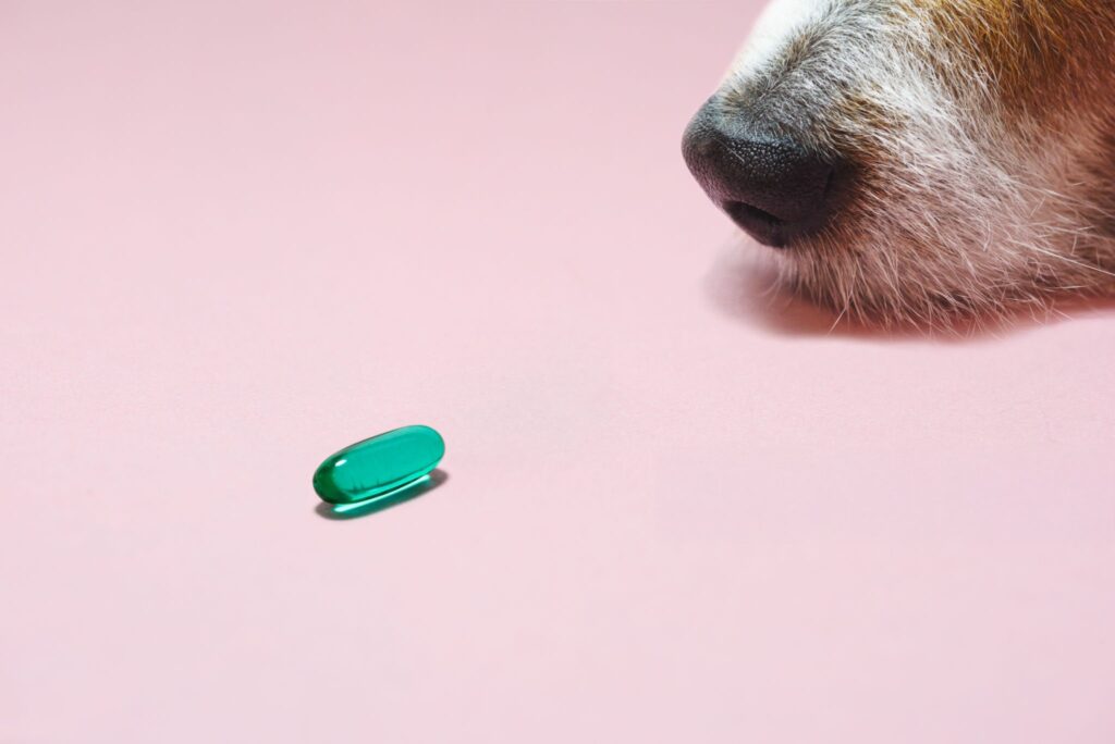 CBD Oil for Dogs UK: Your Guide to Laws, Safety & Dosage