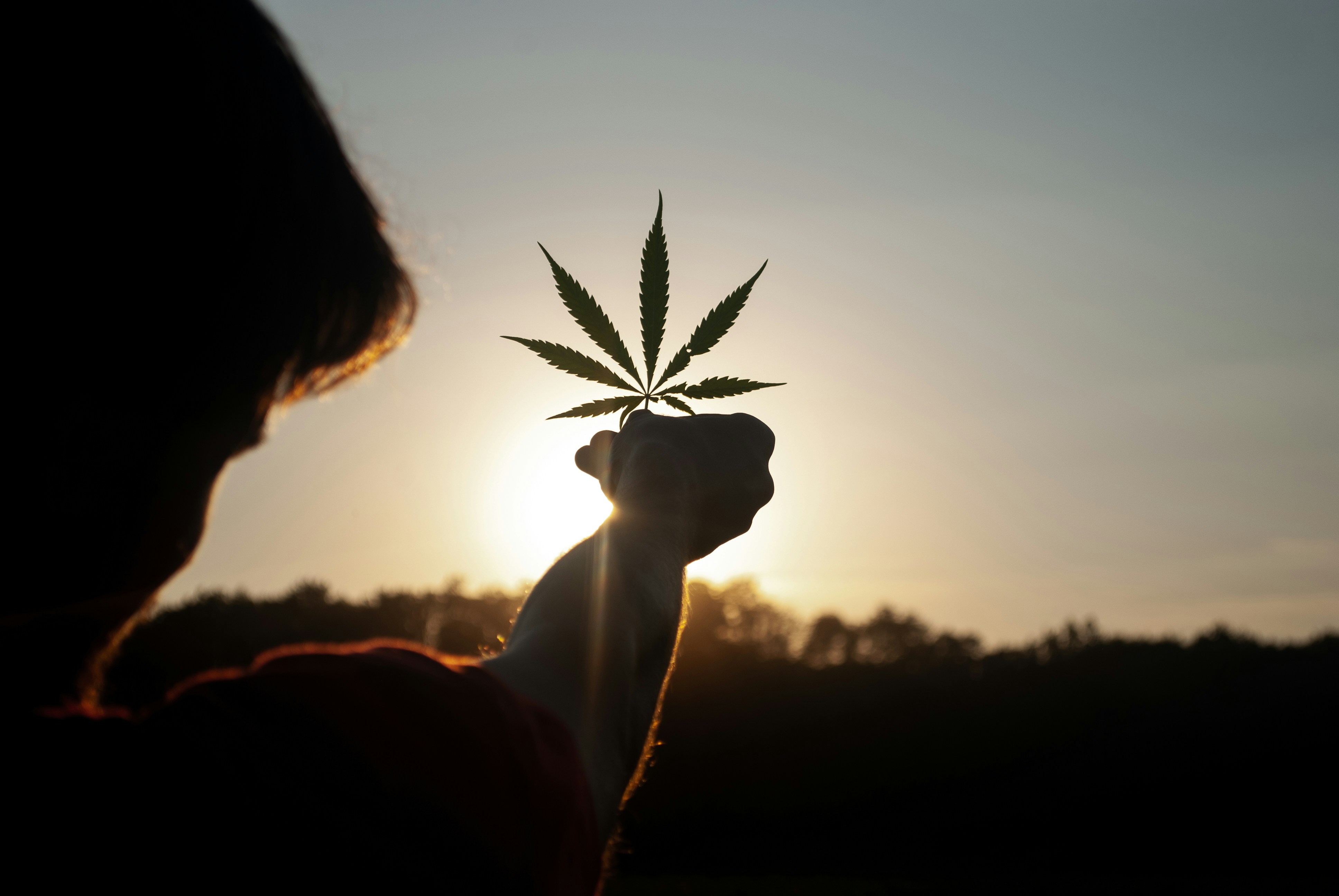A person holding flower in sunset