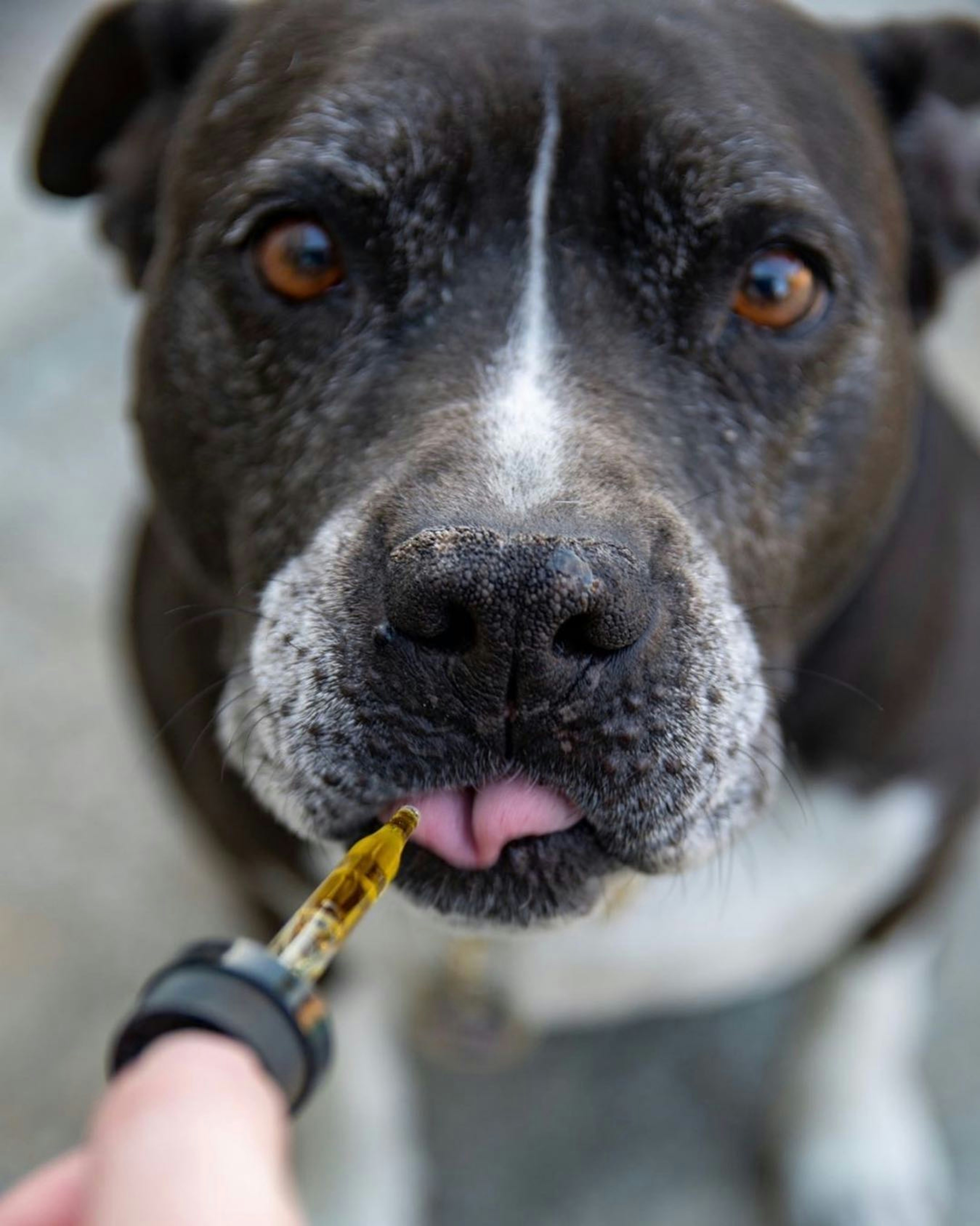 Dog with a cbd oil dropper