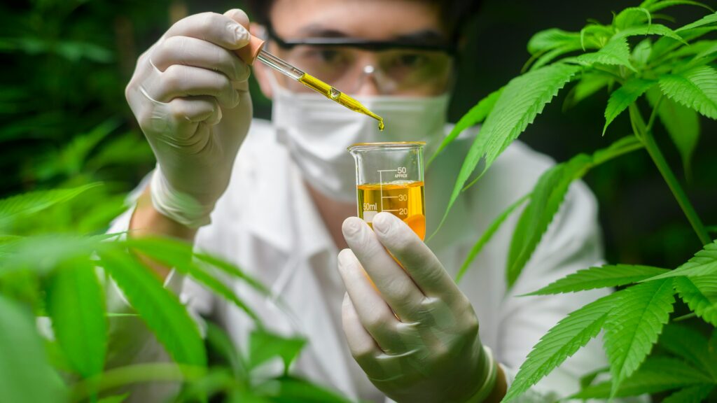 A scientist checking and analysing cannabis experiment