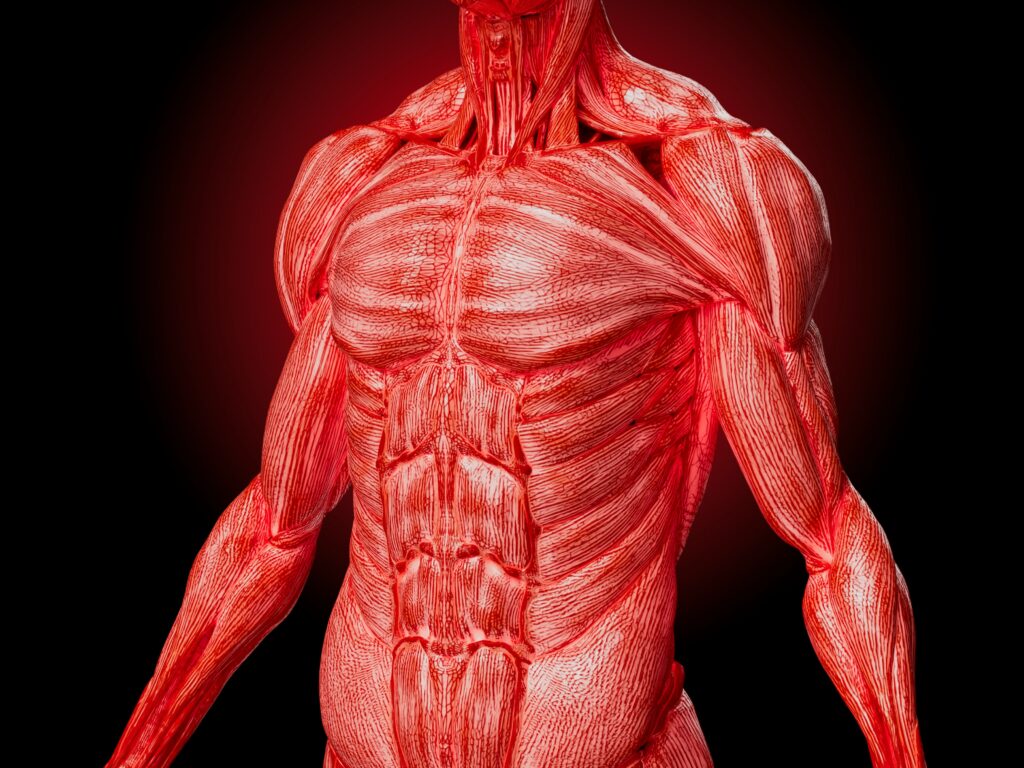 computer image of human body showing muscles