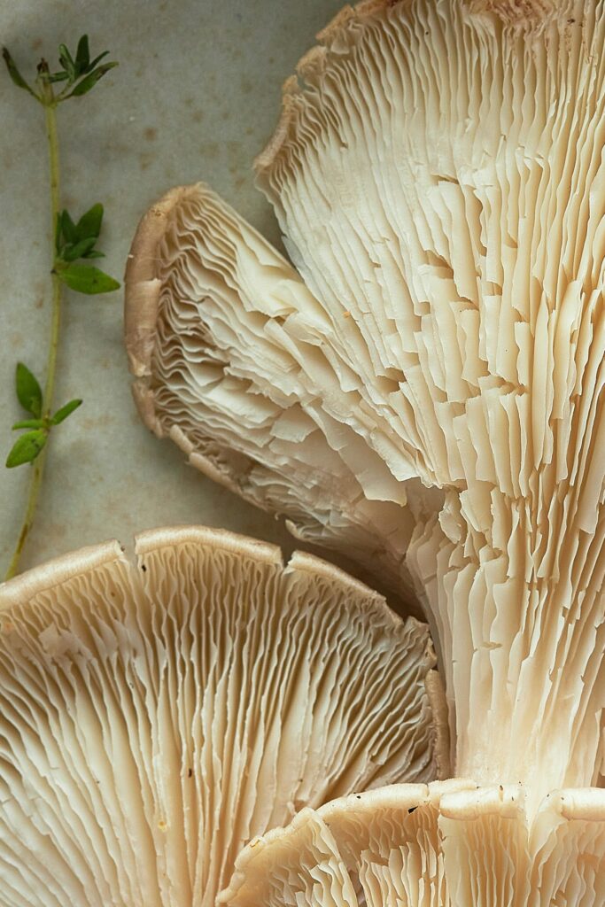 Lions mane mushroom
