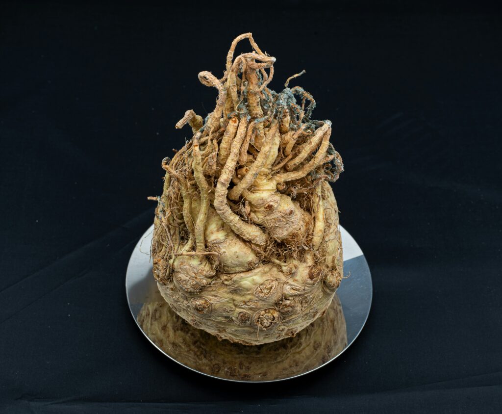 Close up shot of Maca Root
