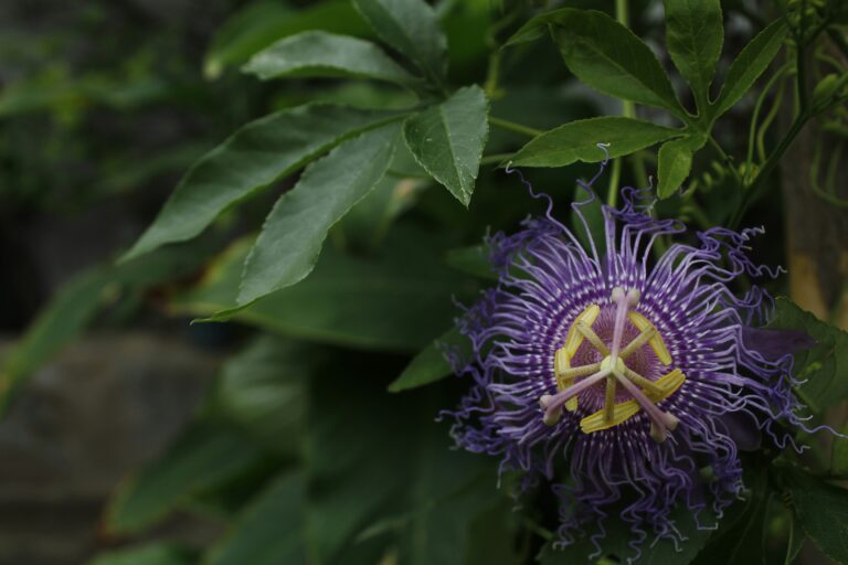 Close up of a passionflower plant