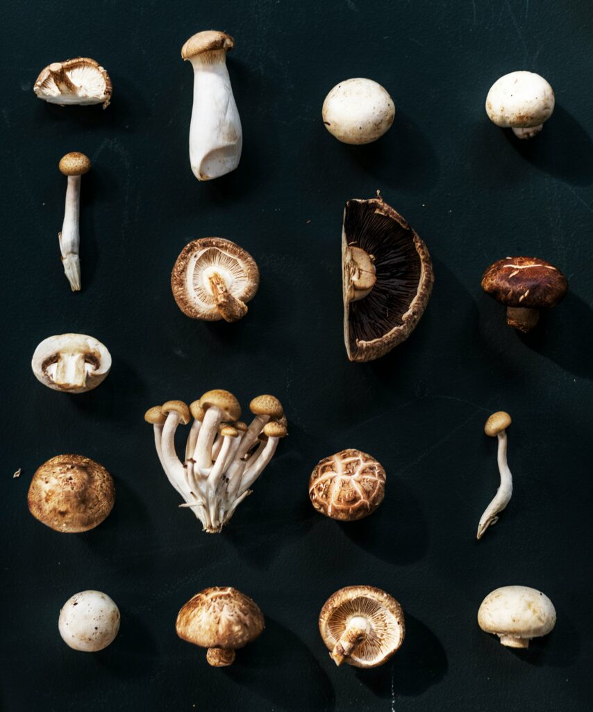 Aerial view of a mushroom collection on a black background