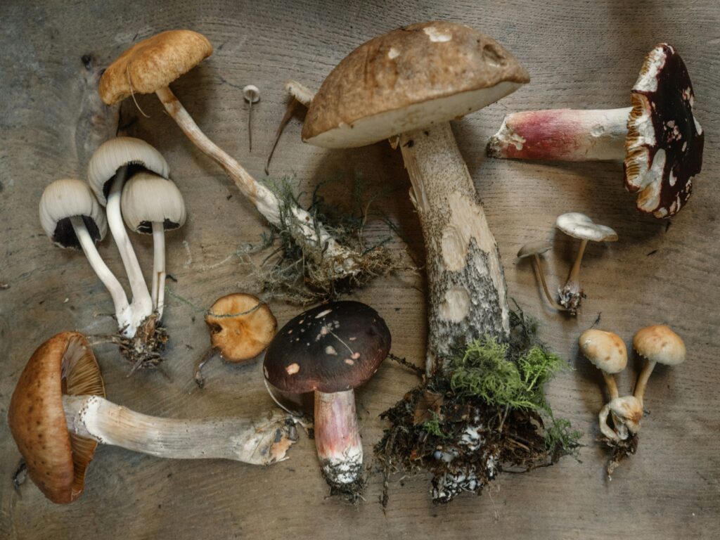 A group of functional mushrooms together