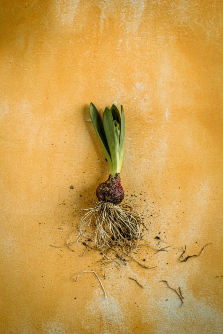 Maca Root Extract