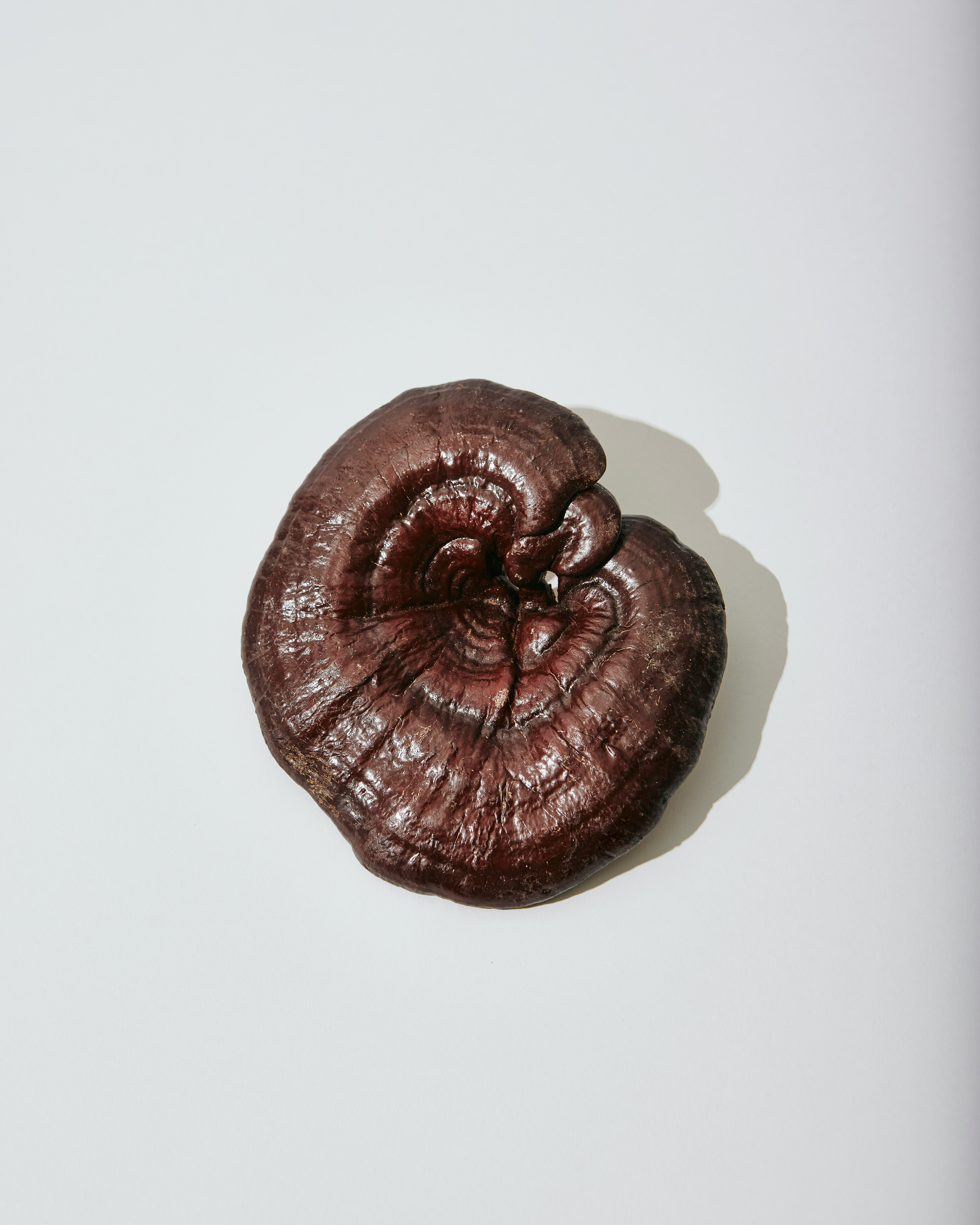 Reishi Mushroom on a off white background